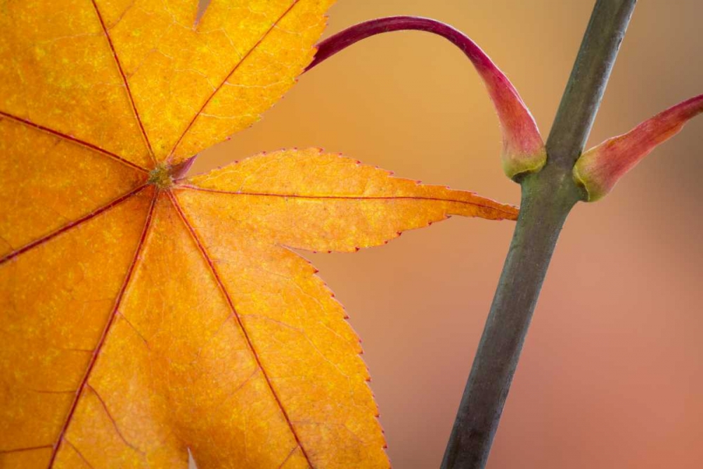 Washington, Seabeck Maple leaf in autumn color